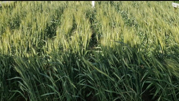 Producción de trigo cae a su nivel más bajo en 30 años. Foto: ANF
