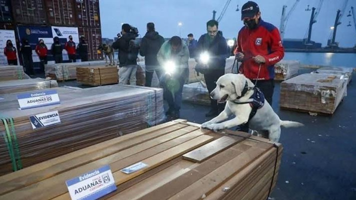 Madera boliviana decomisada en puertos de Chile