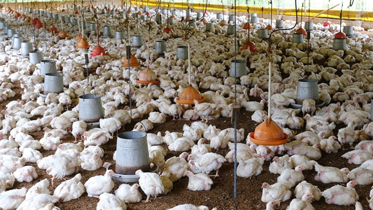 Una granja de pollos. Imagen referencial